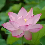 砂肝三本 from fantia