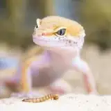 EcoGecko from patreon