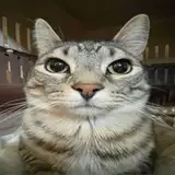 MeowBurg from patreon