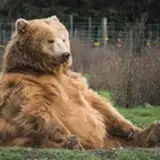 casualbear from patreon