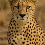 cheetahGirl222 from patreon