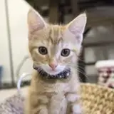 Kitten Academy from patreon