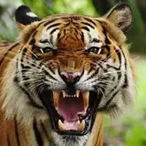 tigerstretch from patreon