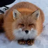 Беатриса Колоскова from boosty