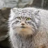 PallasManul from patreon