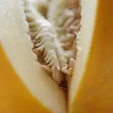 wetmelonplay from patreon