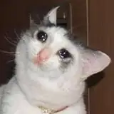 SadgeCatte from patreon