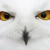 whiteowl from gumroad