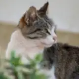 rawpotatocat from patreon