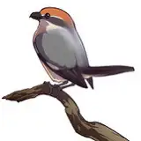 もず from fanbox