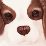 cavalier from fanbox