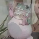 Jtopau from patreon