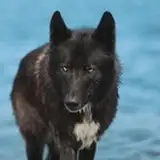 Nhatmusic2216 from patreon