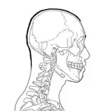 kato_anatomy from fanbox