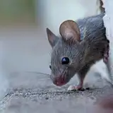 maus3D from patreon