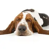 TheHounde from patreon